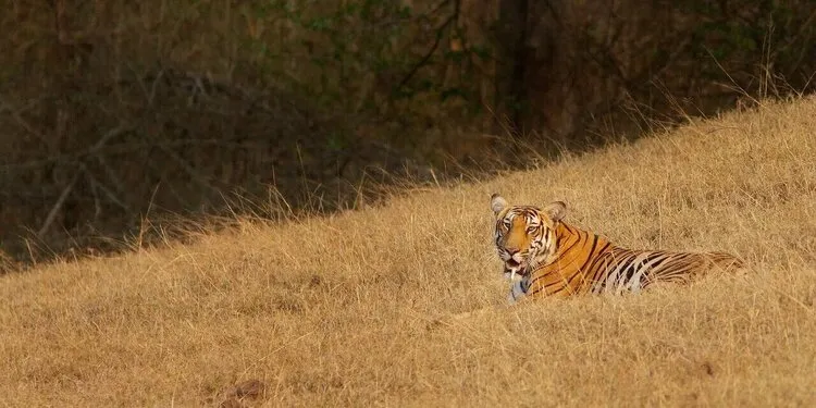 Places to Visit Bhadra Wildlife Sanctuary, Chikmagalur